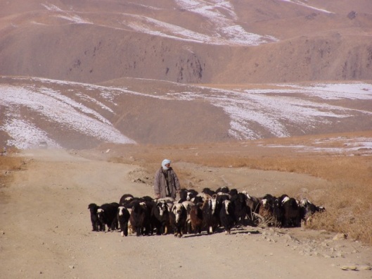 Ein Schafhirte aus Bamian treibt sein Vieh in Richtung Kabul, in Hoffnung auf bessere Preise. Vor ihm liegt ein mehrtägiger Marsch (2005)