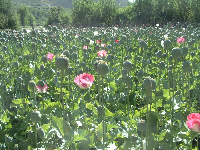 Tödliche Blüten: Opiummohmfeld in der Provinz Paktia. Quelle: US-PRT Gardez.